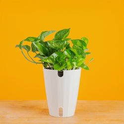 An Albo Pothos plant in a 6in diameter white self-watering container sits on a light wooden table with a bright pink backdrop. The leaves are pointed and vine downwards with green and white variegated foliage.