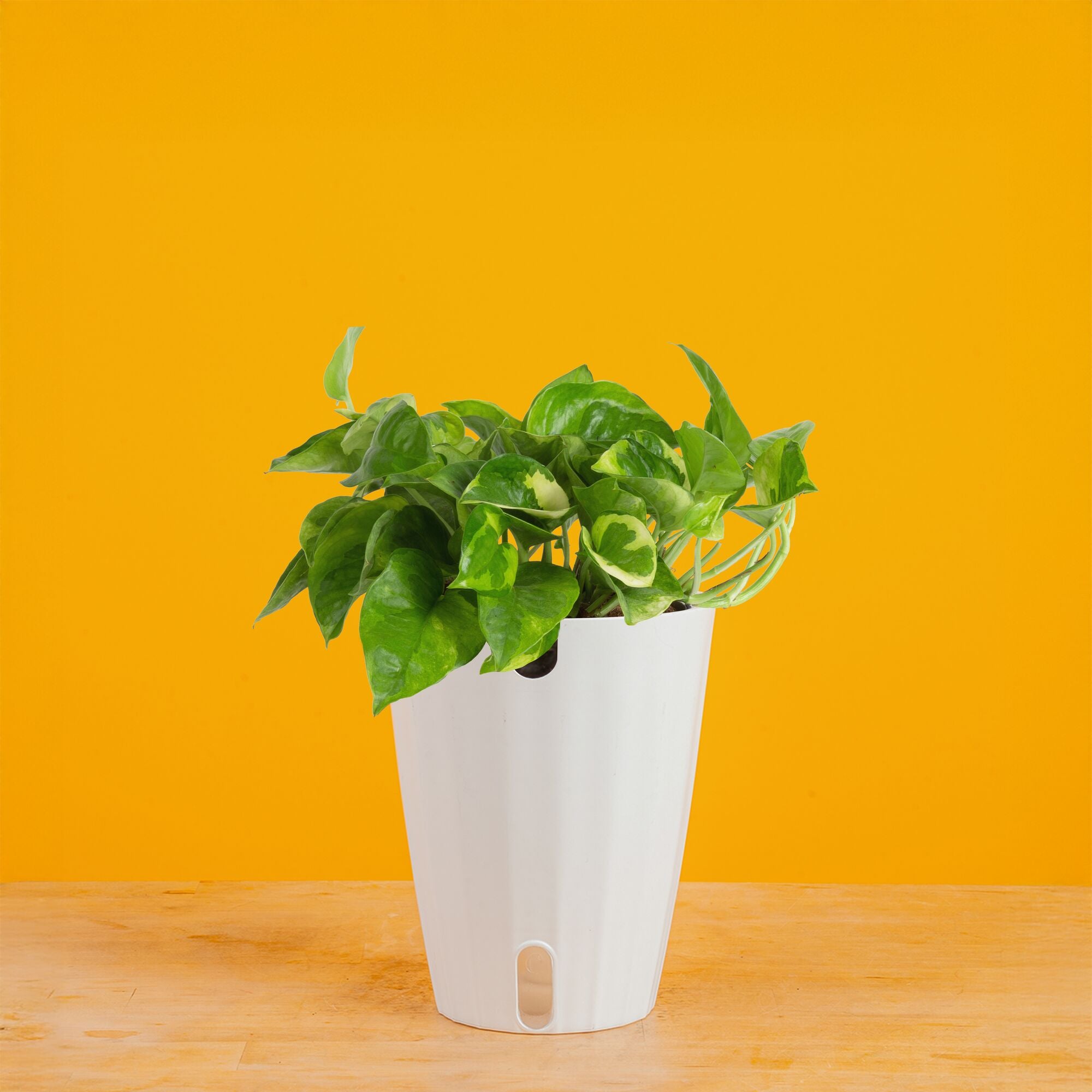 lemon meringue vs global green pothos Lemon Meringue