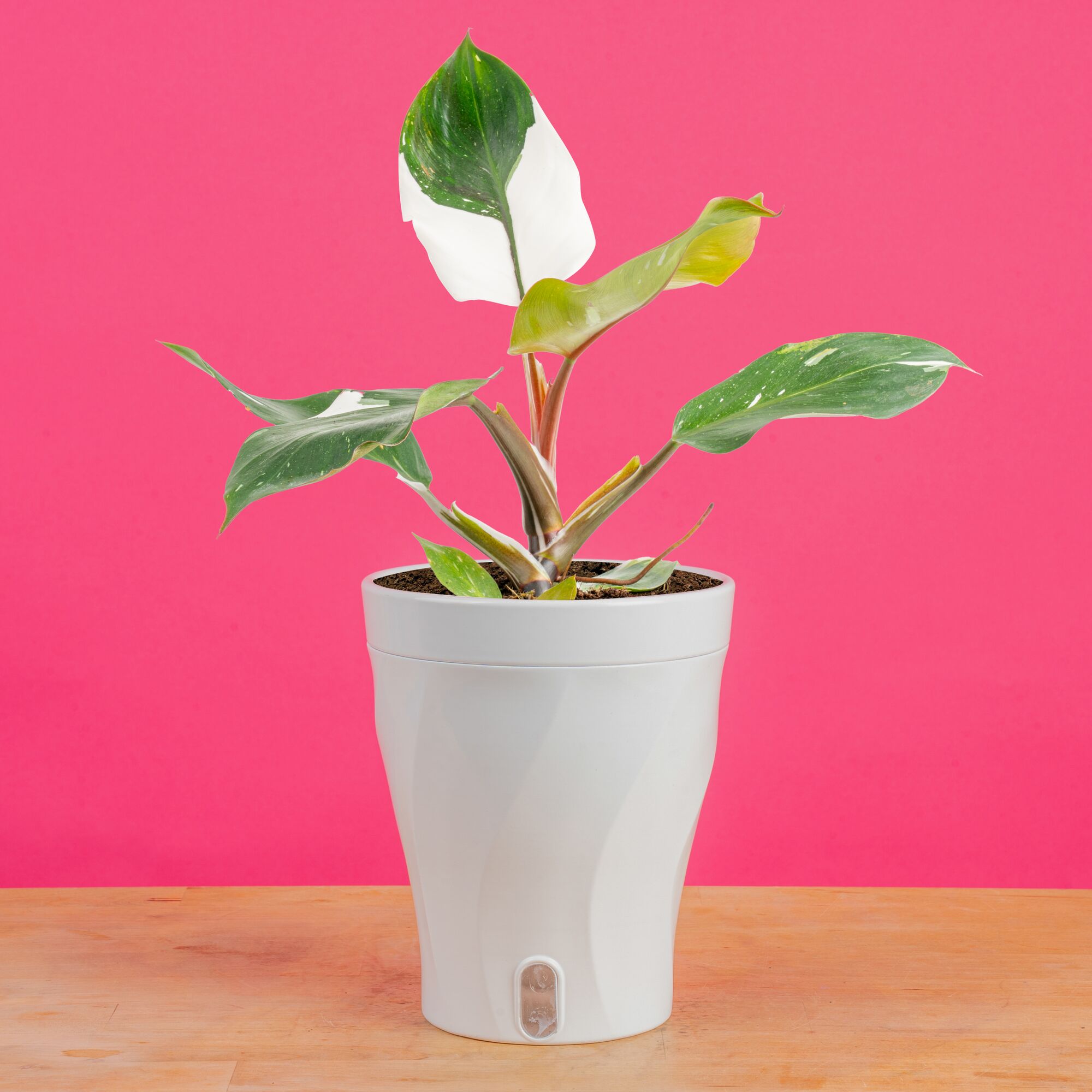 Costa Farms White Knight Philodendron Indoor Plant in 6 in. Self-Watering Planter, Average Shipping Height 1-2 ft. Tall