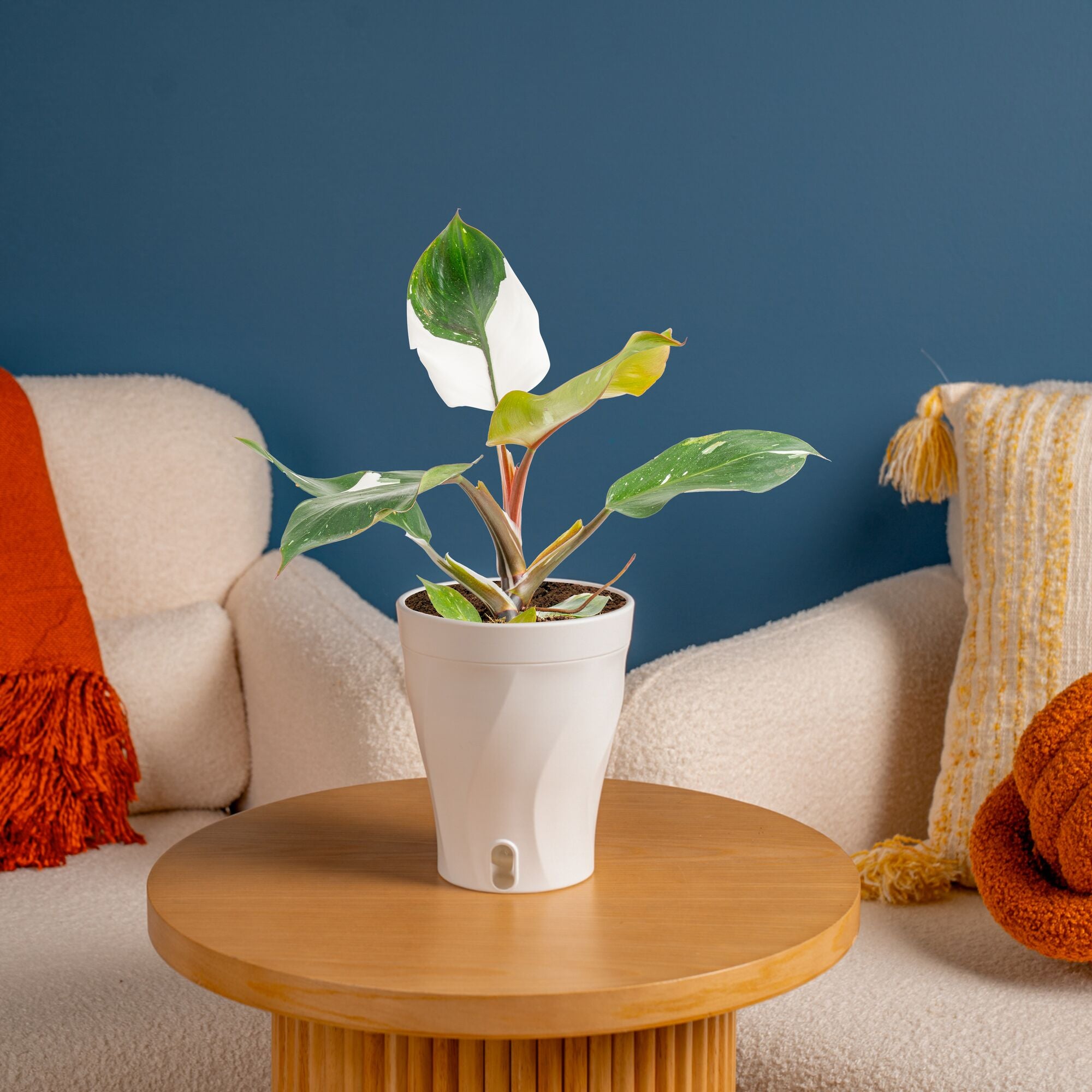 philodendron erubescens white knight Costa Farms 12" Tall White Knight Philodendron, Medium Indirect Sunlight, Indoor Live House Plants