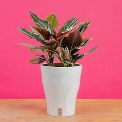 Pothos Neon Marble | medium