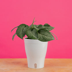 A Black Velvet Syngonium plant sits on a light wooden table with a bright blue backdrop. The plant is in a black grower's hanging basket and has pointed leaves with a white design in the center.