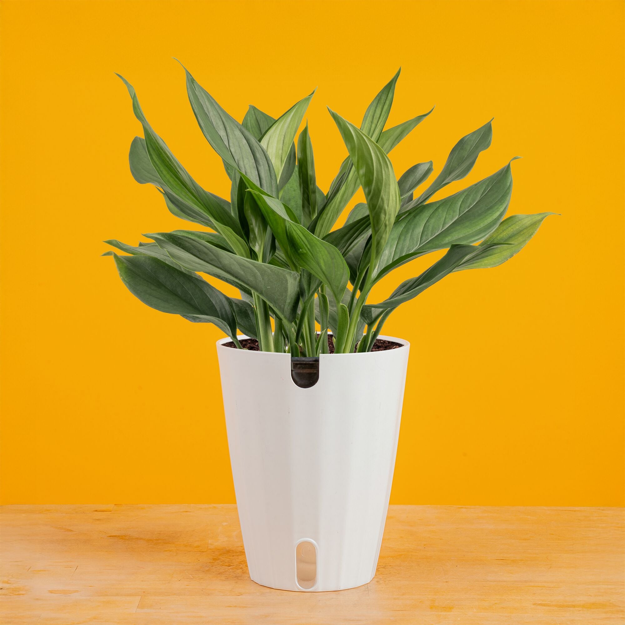 Scindapsus Perakensis | medium – Costa Farms