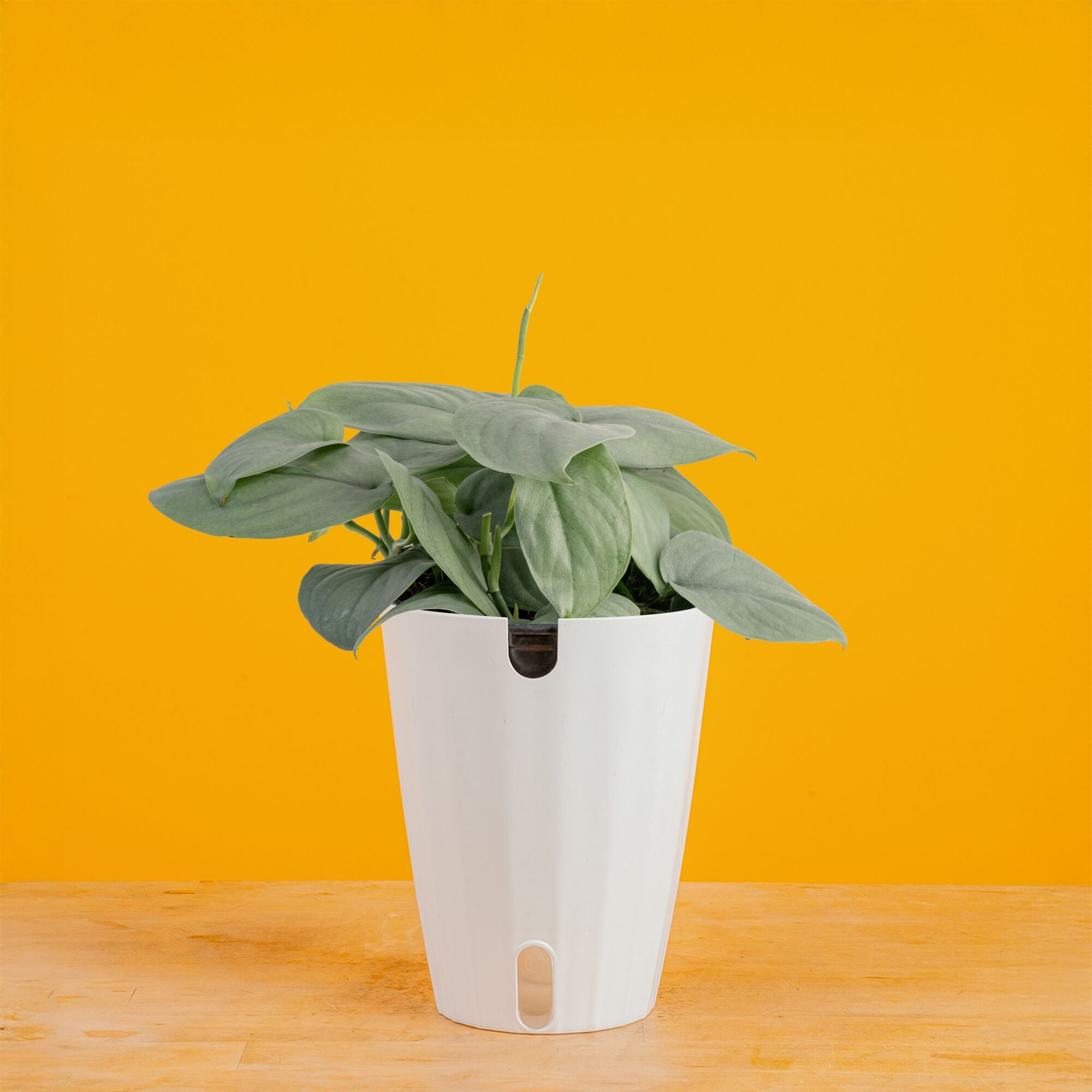 Scindapsus Platinum Java | medium – Costa Farms