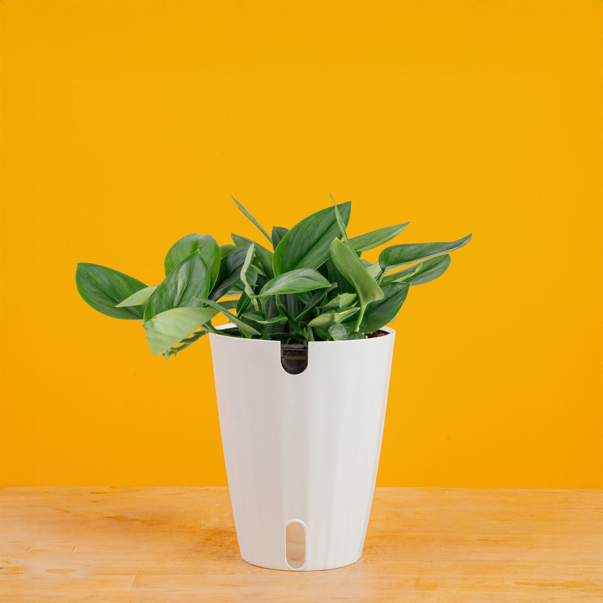 Sterling Silver – Costa Farms