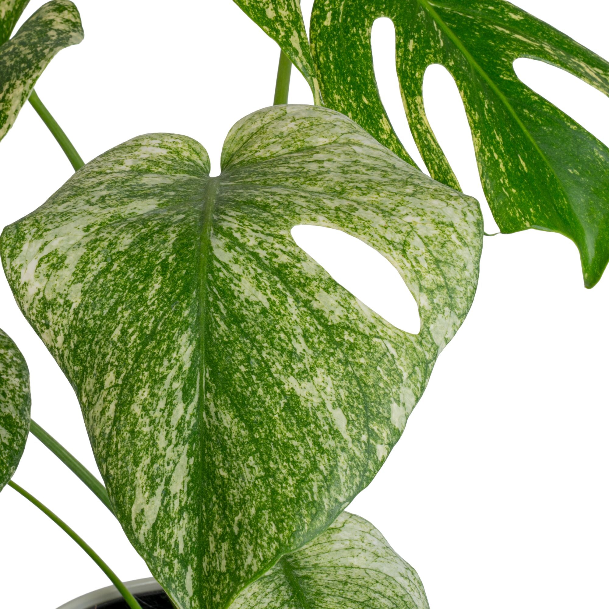 Monstera White Monster | medium – Costa Farms