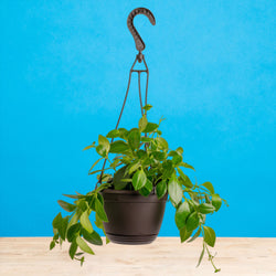 An Albo Syngonium plant sits on a light wooden table. The plant is in a black grower's hanging basket and boasts beautiful green foliage with splashes of white variegation.