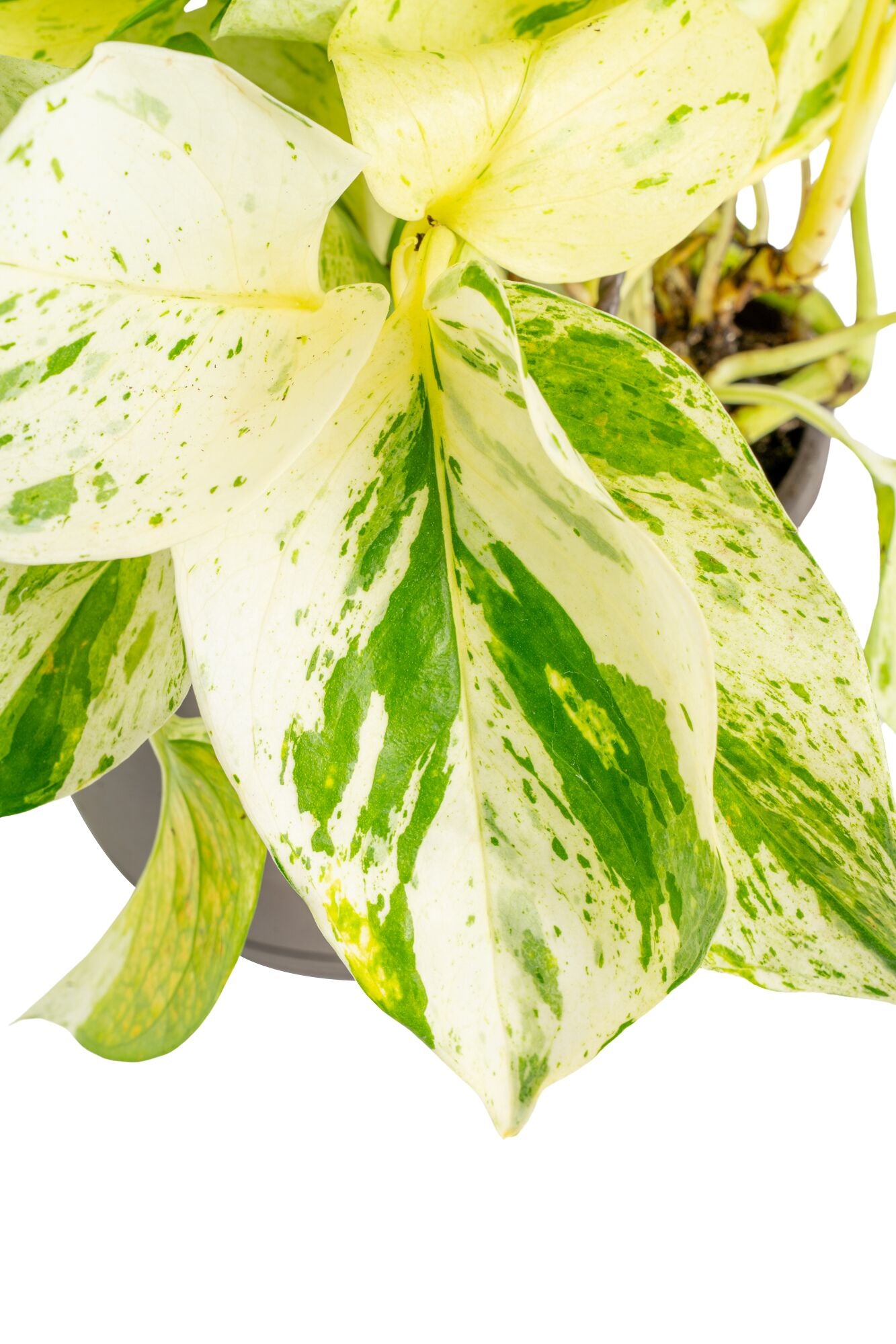 Scrambled Eggs Pothos