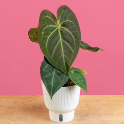 Anthurium magnificum Hybrid | medium