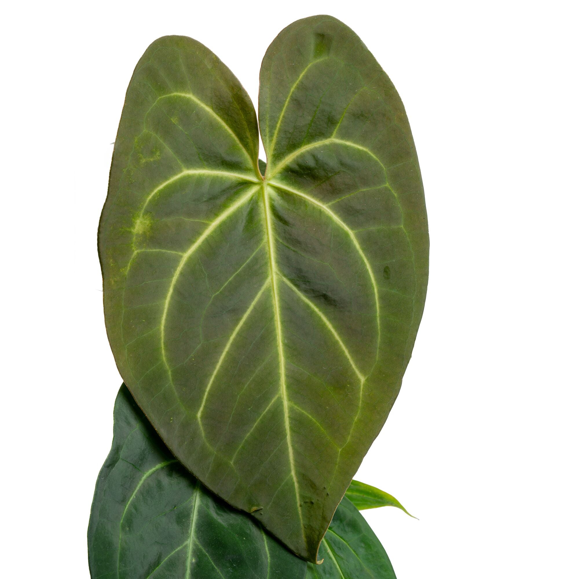 anthurium magnificum plant habitat Anthurium magnificum Hybrid