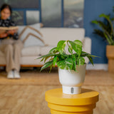 Albo Pothos | medium