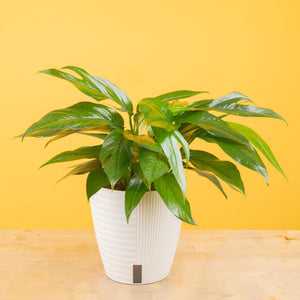 Baltic Blue Pothos | medium
