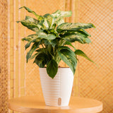 A dieffenbachia plant in a self-watering decor container. It is in a cute living space sitting atop a round wooden table.