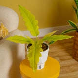 Philodendron Golden Crocodile | medium