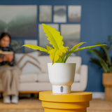 Philodendron Golden Crocodile | medium