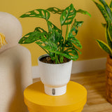 Little Swiss Monstera | medium