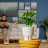 Little Swiss Monstera | medium