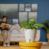 Philodendron Birkin | medium