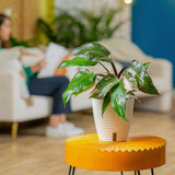 A Pink Princess plant sits on a round orange table in a living room setting. The plant is in a white self-watering decor pot.