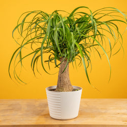 Bird's Nest Fern | medium