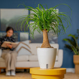 Ponytail Palm | medium