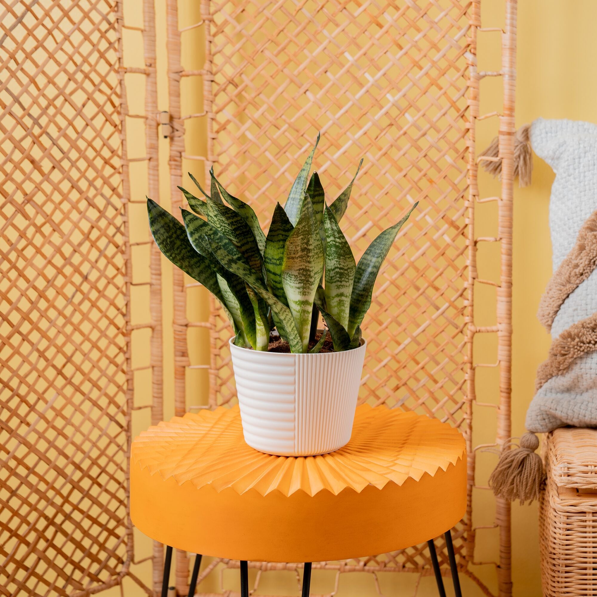 Snake Plant – Costa Farms