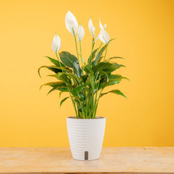 A medium sized Ponytail Palm plant in two tone cream and white ceramic planter set against a bright yellow backdrop and light wood table.