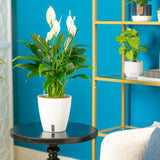 A 6in medium Peace Lily plant is styled in a living room setting. The plant is in a white self-watering container.