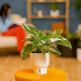 White Knight Philodendron | medium