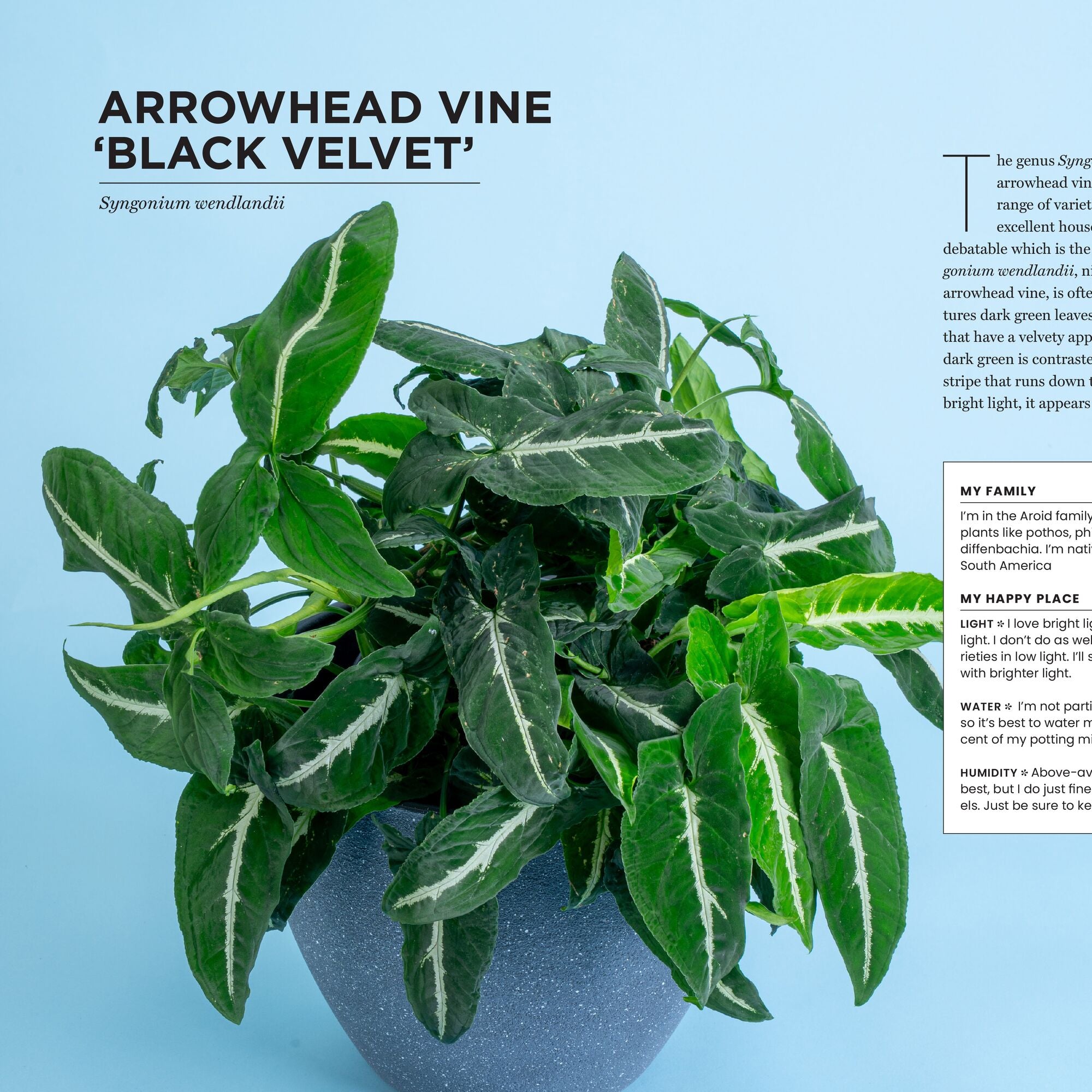 south american house plants The New Complete Guide to Houseplants: Expert Houseplant Growing Advic –  Costa Farms