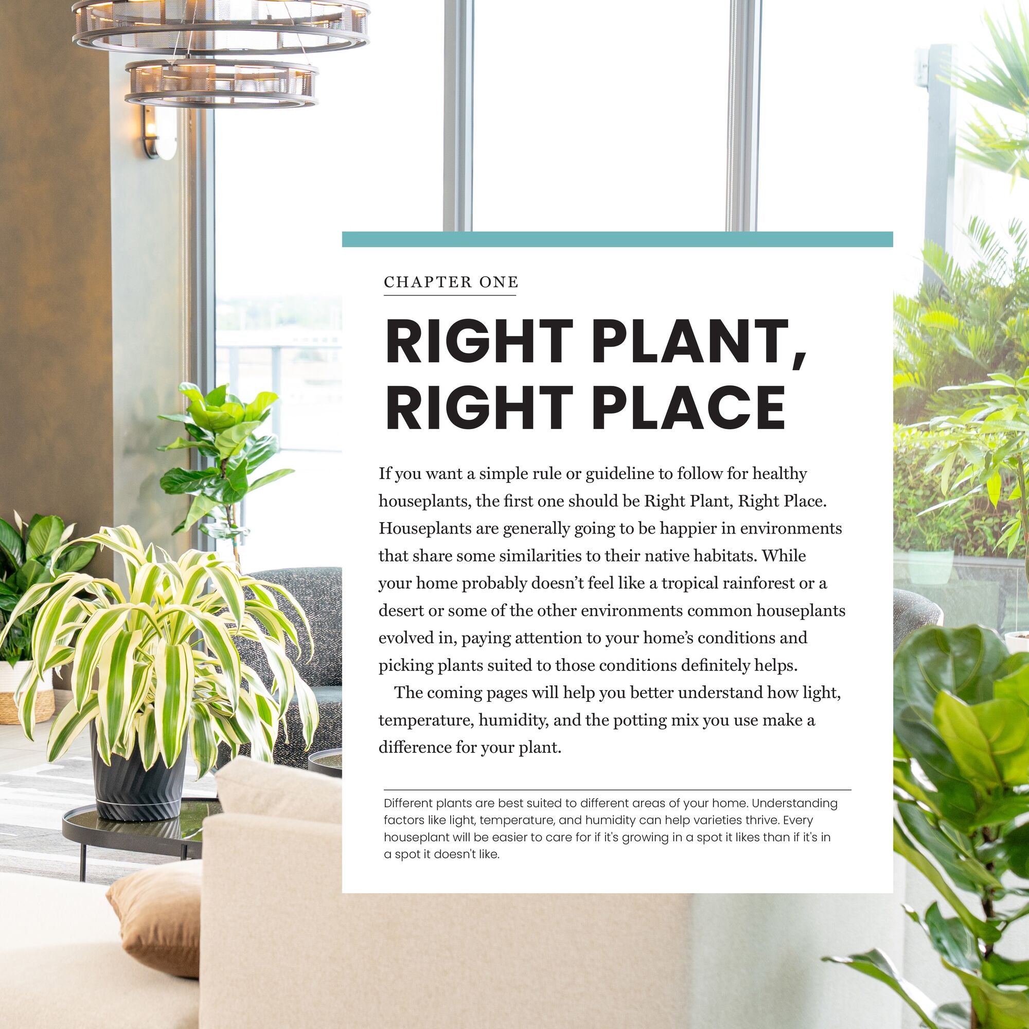best temperature for house plants The New Complete Guide to Houseplants: Expert Houseplant Growing Advic –  Costa Farms