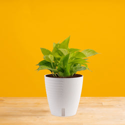 An Albo Pothos plant in a 6in diameter white self-watering container sits on a light wooden table with a bright pink backdrop. The leaves are pointed and vine downwards with green and white variegated foliage.