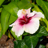 Tropical Hibiscus Flora | small