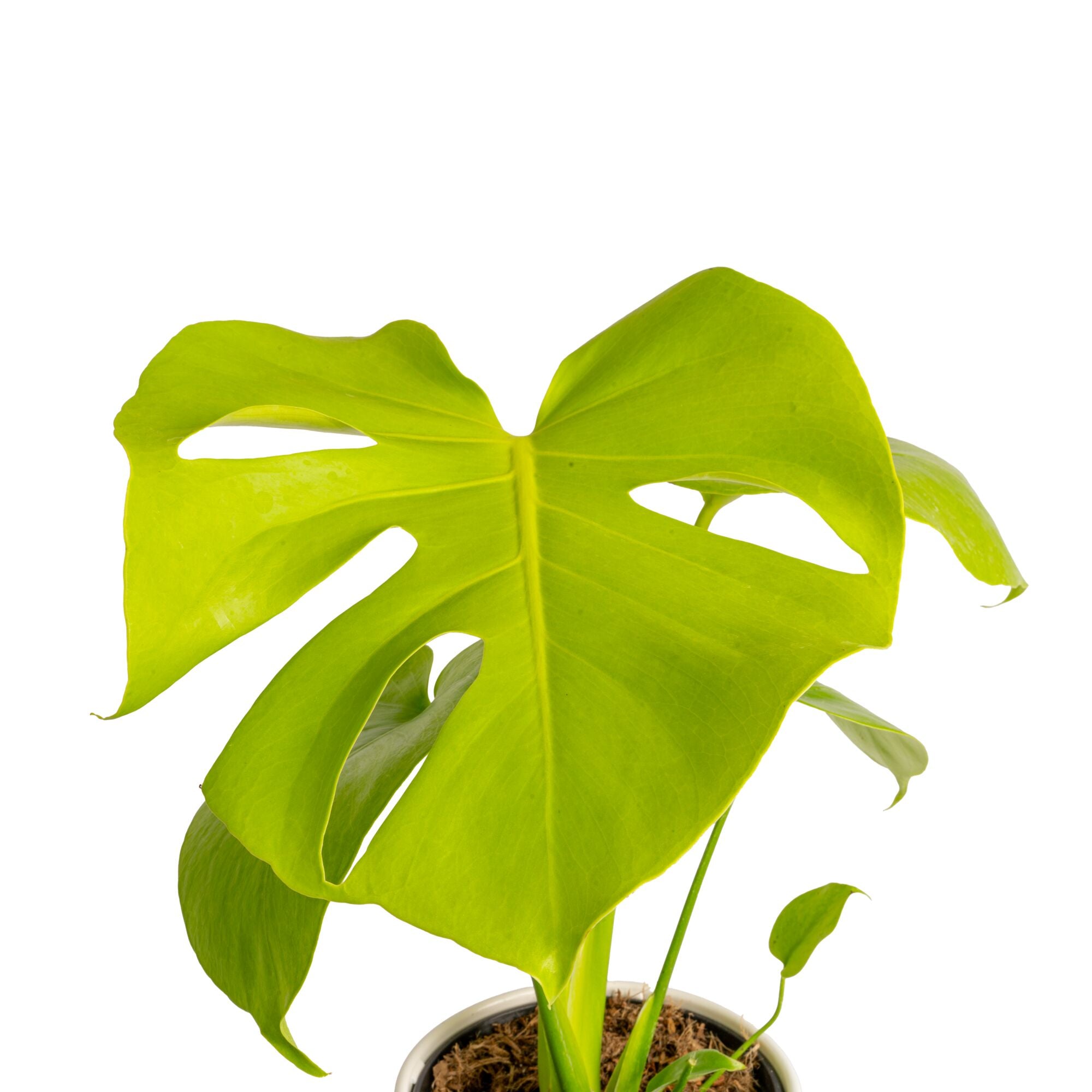 monstera deliciosa var compacta Monstera Golden Compact