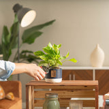 small golden pothos plant being pruned by someone in their living room
