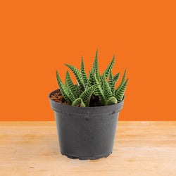 Haworthia Pumila | small