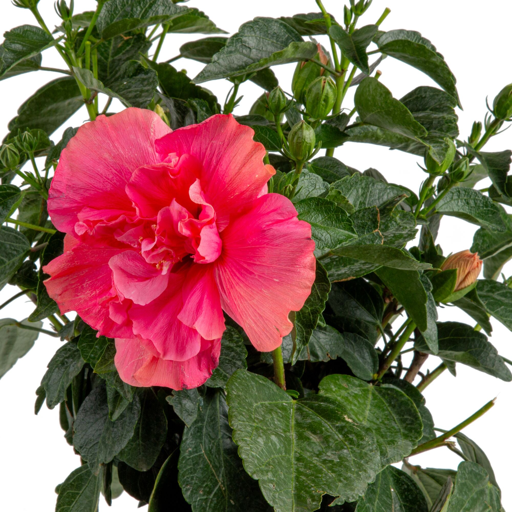 double hibiscus plant Tropical Hibiscus Adonicus Double Pink