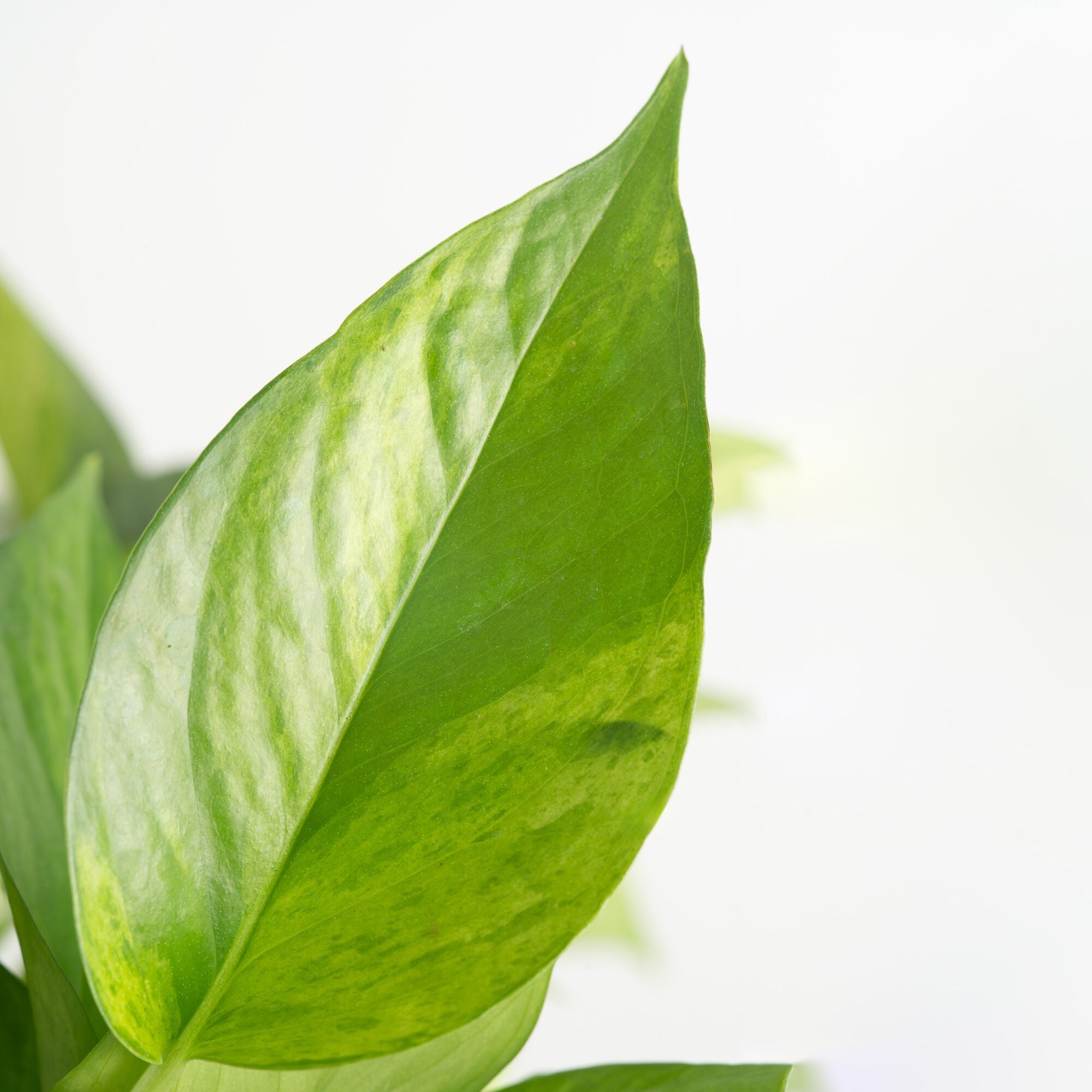 jessenia pothos Pothos Jessenia Bright