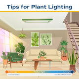 Epipremnum pinnatum Yellow Sunrise | medium