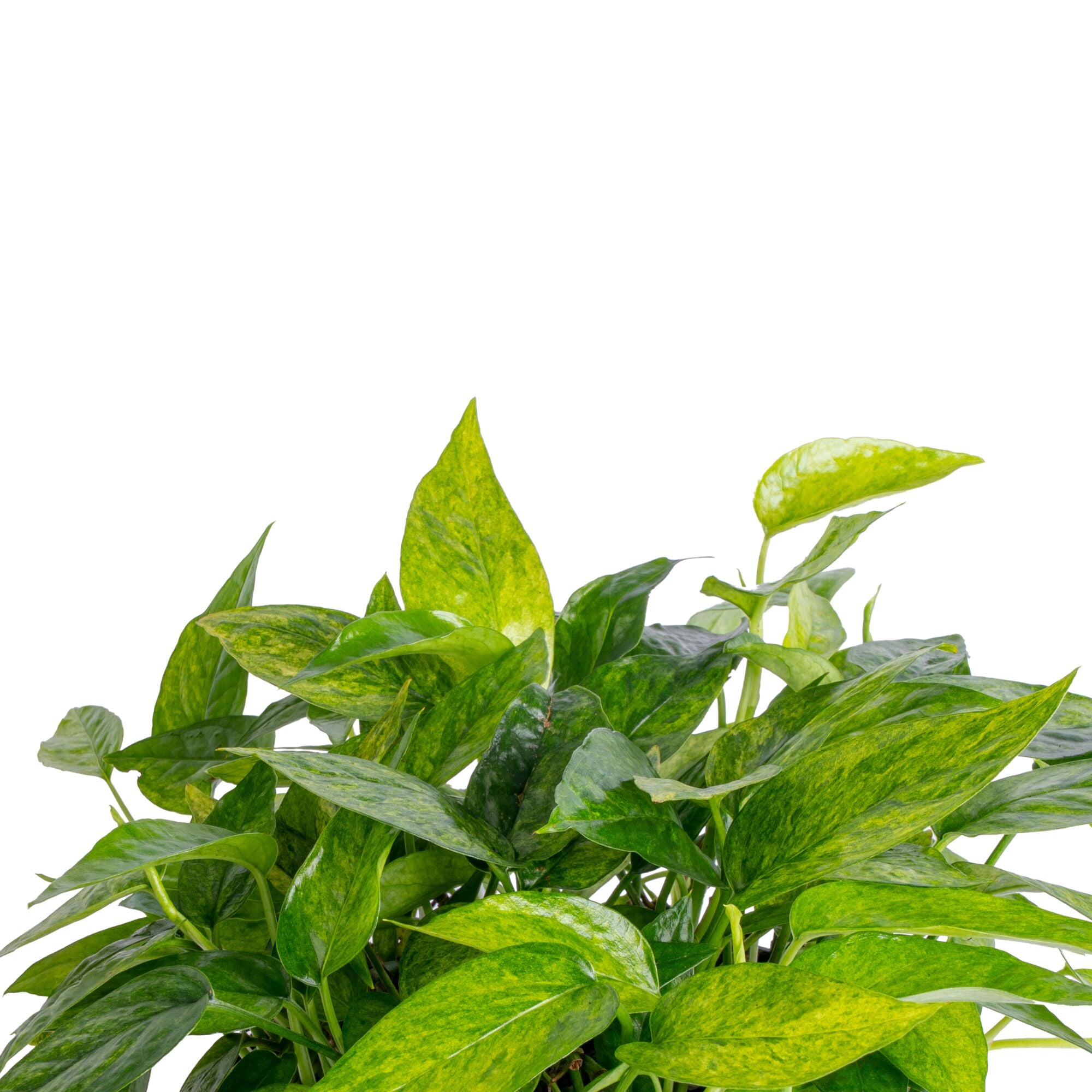 mini pothos Pothos Mini Mint
