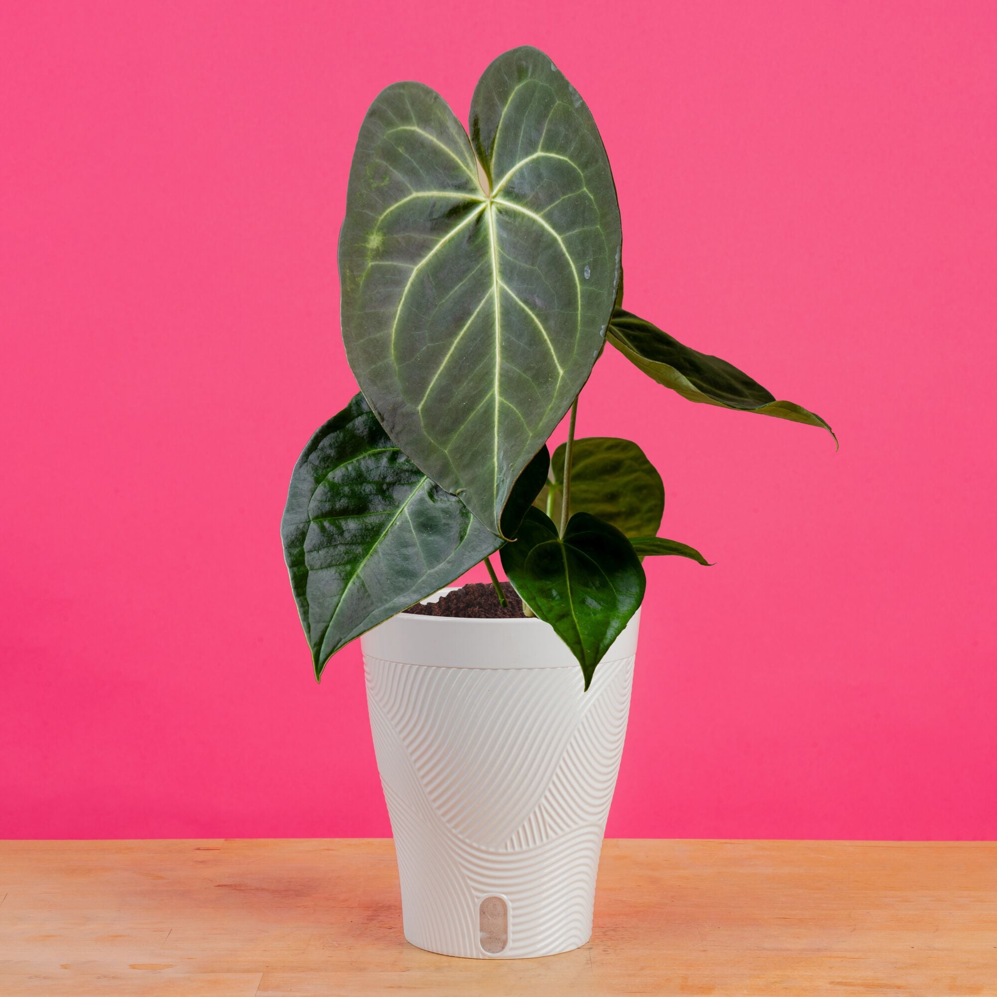 Anthurium magnificum Hybrid | medium – Costa Farms