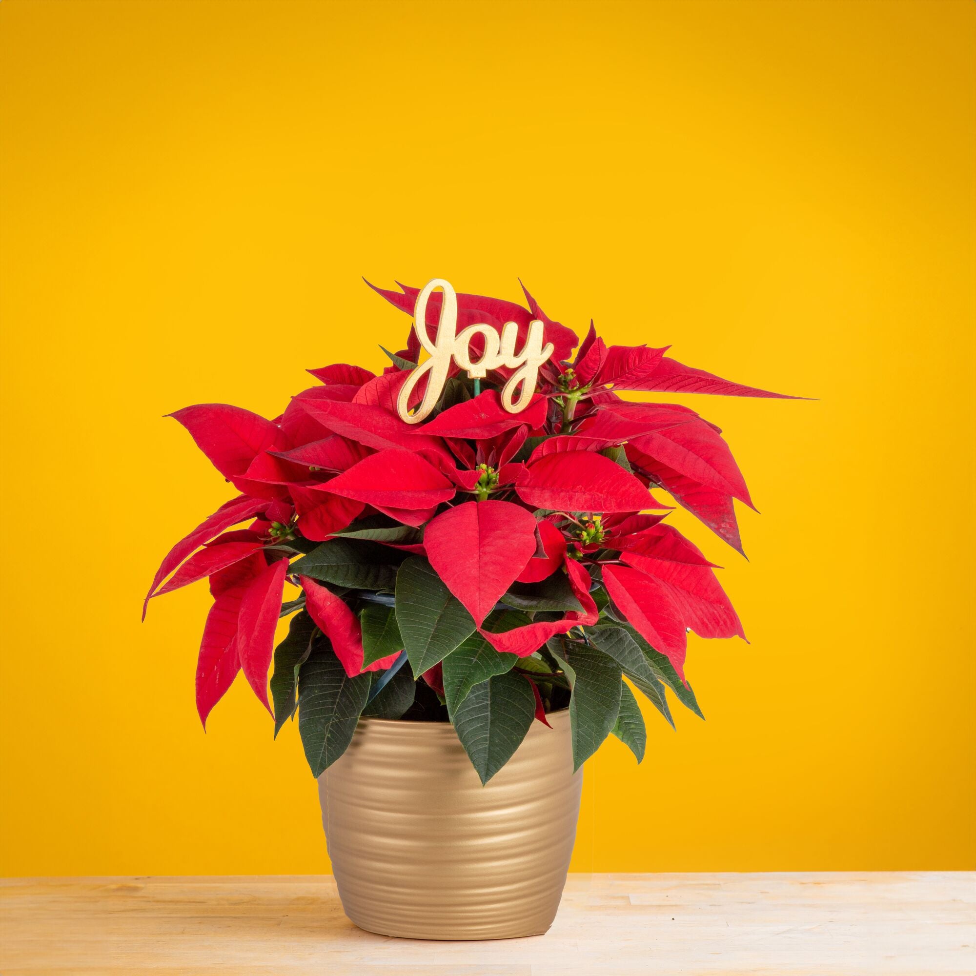 potted poinsettia plants Poinsettia | medium