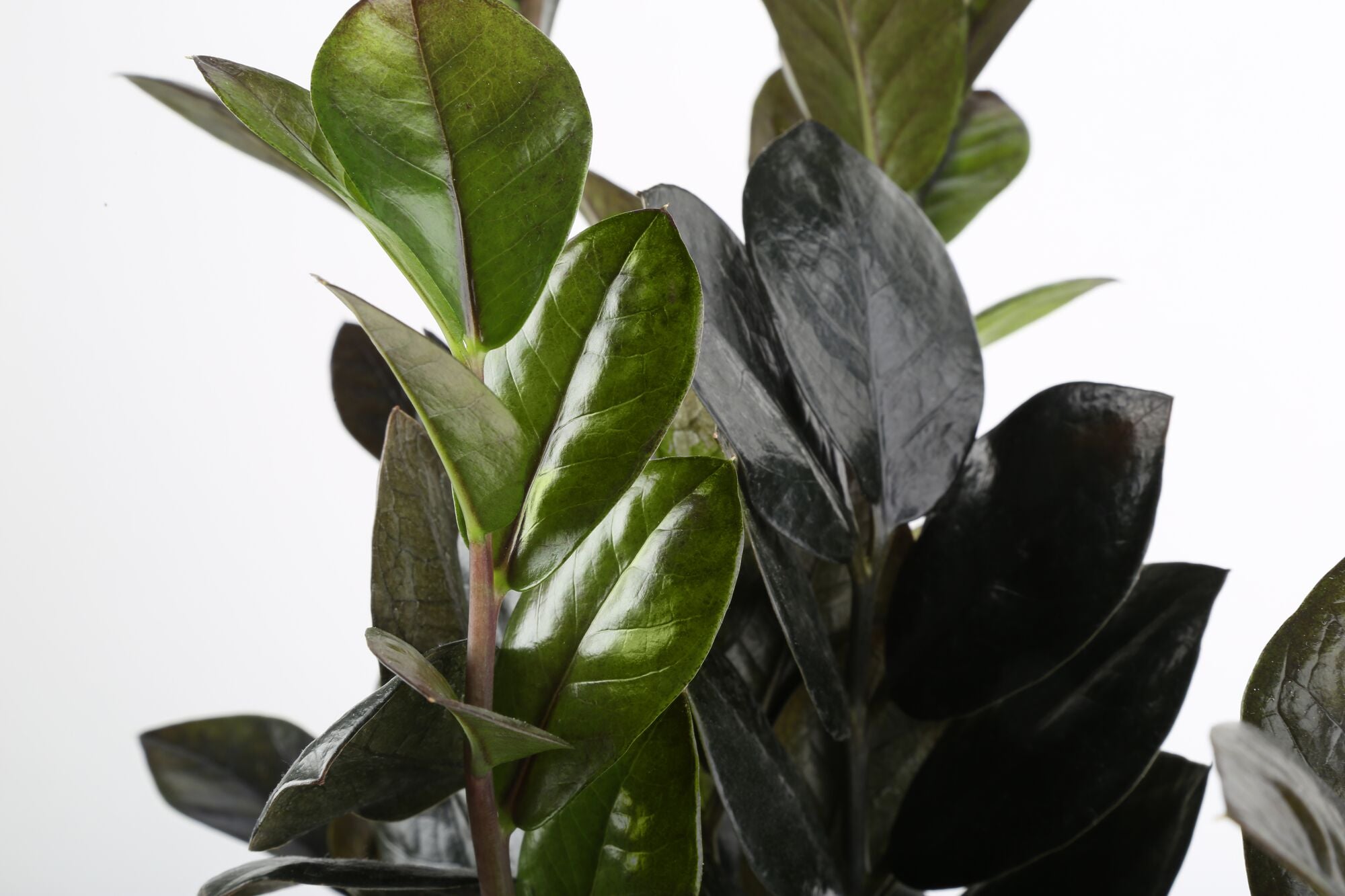 black raven zz plant for sale Raven ZZ Zamioculcas ‘Dowon’