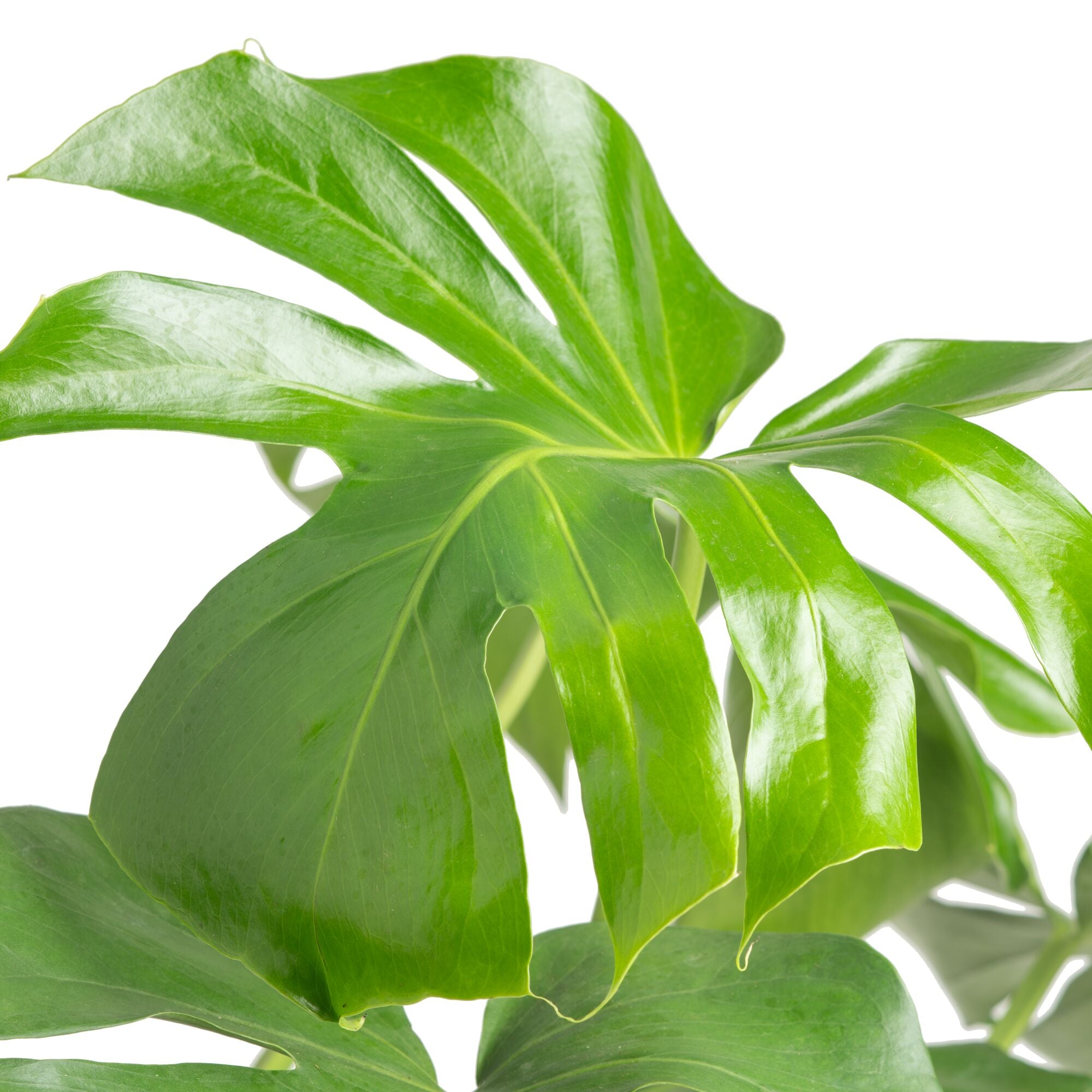 monstera deliciosa price Monstera Deliciosa