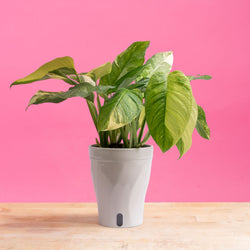 anthurium plant with 4 blooms in cream pot