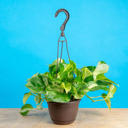 An Albo Syngonium plant sits on a light wooden table. The plant is in a black grower's hanging basket and boasts beautiful green foliage with splashes of white variegation.