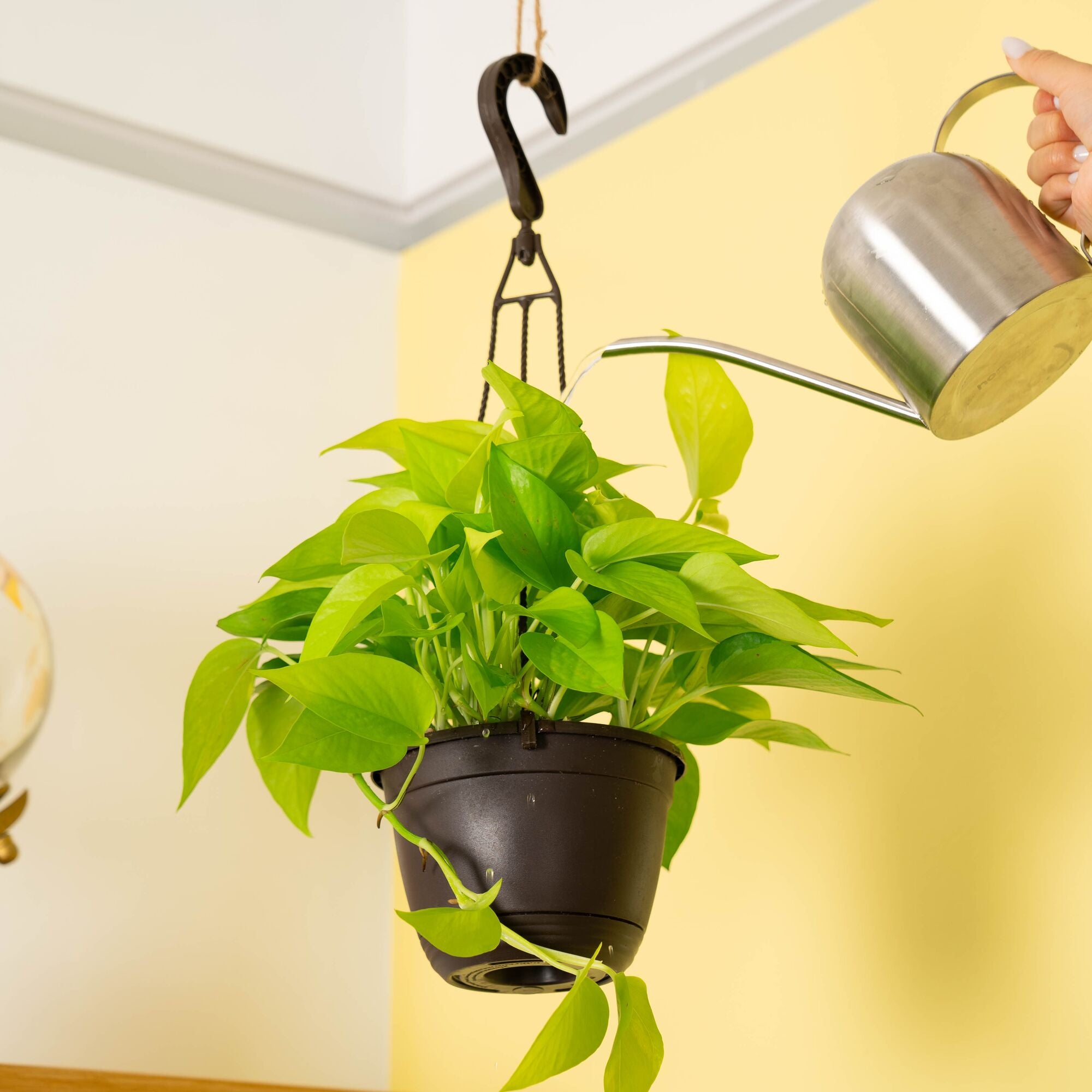 pothos neon plant Neon Pothos Epipremnum