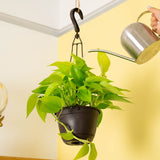 A 6.6in Neon Pothos plant hangs from a ceiling in a black grower's hanging basket. The backdrop is a yellow wall with a gold globe. A silver watering can also extends out to water the plant.