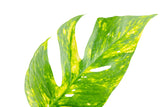 Epipremnum pinnatum Yellow Sunrise | medium