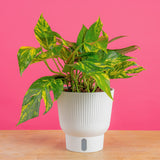 Epipremnum pinnatum Yellow Sunrise | medium